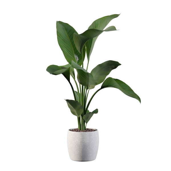 Strelitzia in terrazio pot
