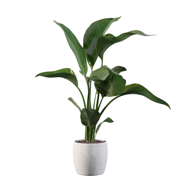 Strelitzia in terrazio pot