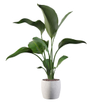 Strelitzia in terrazio pot