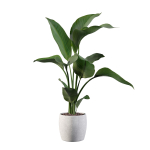 Strelitzia in terrazio pot