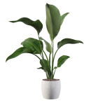 Strelitzia in terrazio pot