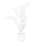 Strelitzia in terrazio pot