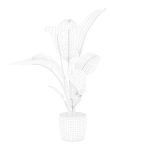 Strelitzia in terrazio pot