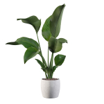 Strelitzia in terrazio pot