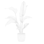 Strelitzia in terrazio pot