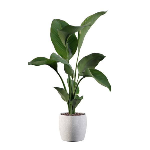 Strelitzia in terrazio pot