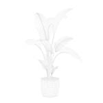 Strelitzia in terrazio pot