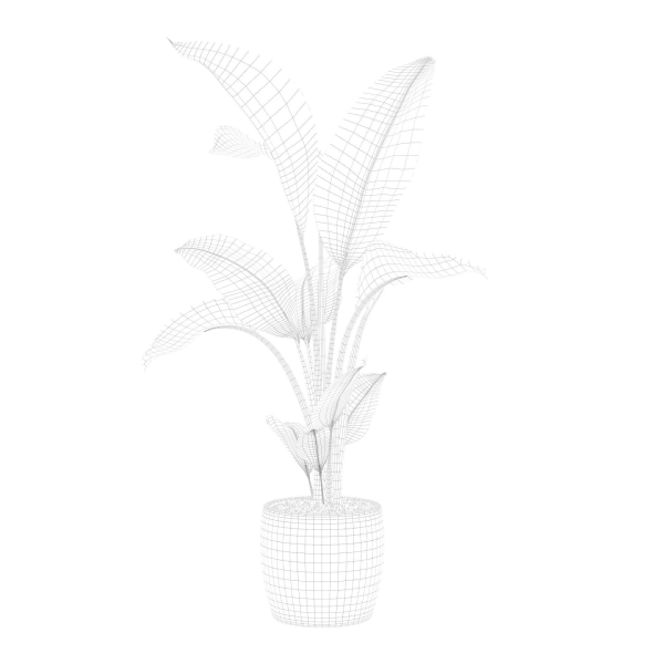 Strelitzia in terrazio pot