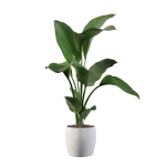 Strelitzia in terrazio pot