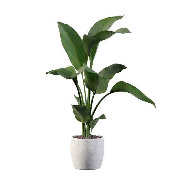 Strelitzia in terrazio pot