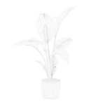 Strelitzia in terrazio pot
