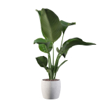 Strelitzia in terrazio pot