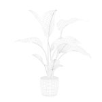 Strelitzia in terrazio pot