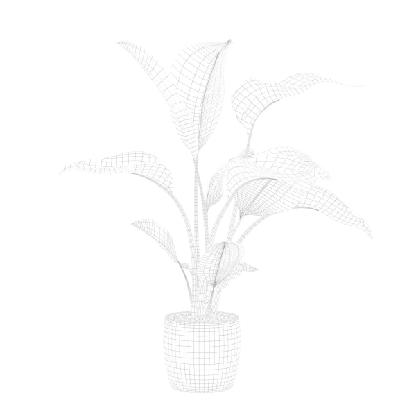 Strelitzia in terrazio pot