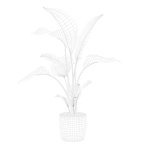 Strelitzia in terrazio pot
