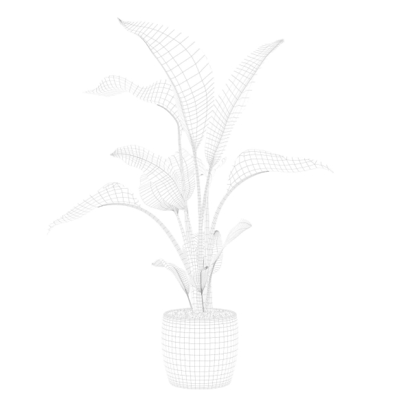 Strelitzia in terrazio pot