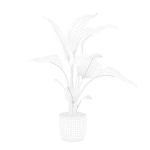 Strelitzia in terrazio pot
