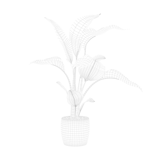 Strelitzia in terrazio pot