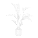 Strelitzia in terrazio pot