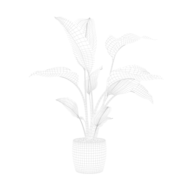 Strelitzia in terrazio pot