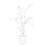 Strelitzia in terrazio pot