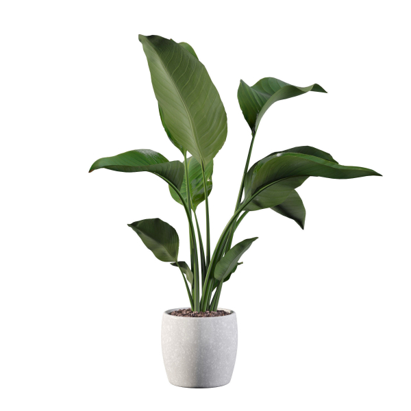 Strelitzia in terrazio pot