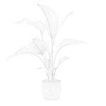 Strelitzia in terrazio pot