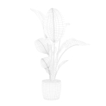 Strelitzia in terrazio pot