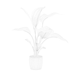 Strelitzia in terrazio pot