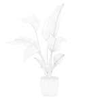 Strelitzia in terrazio pot