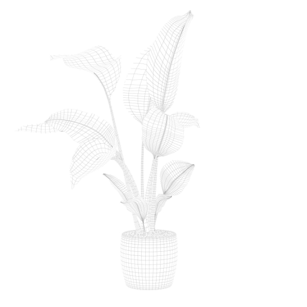 Strelitzia in terrazio pot