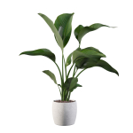 Strelitzia in terrazio pot