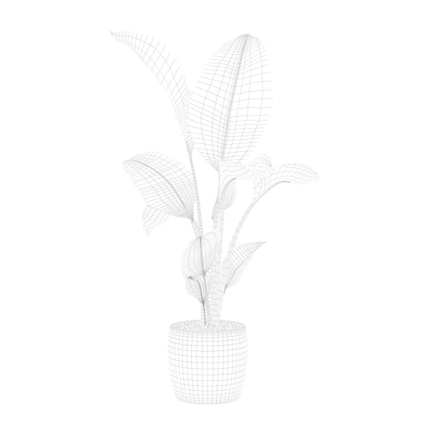 Strelitzia in terrazio pot