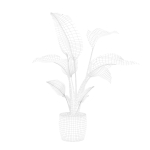Strelitzia in terrazio pot