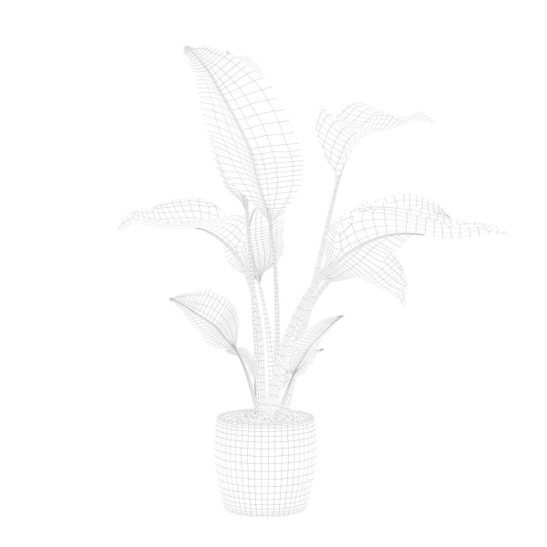 Strelitzia in terrazio pot