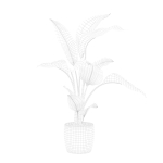 Strelitzia in terrazio pot