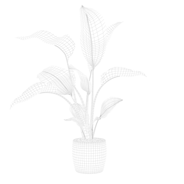 Strelitzia in terrazio pot