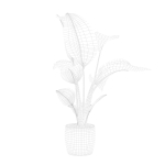 Strelitzia in terrazio pot