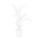 Strelitzia in terrazio pot