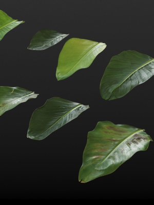 strelitzia-nicolai-leaves-texture-3d-model-max-fbx