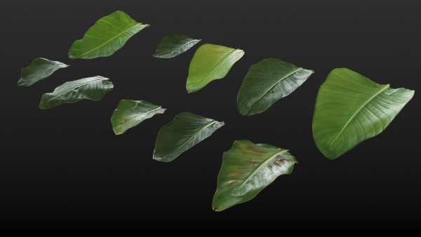 Strelitzia nicolai leaves texture