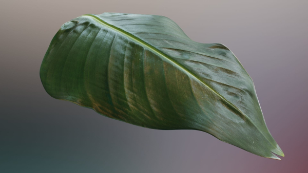 Strelitzia nicolai leaves texture
