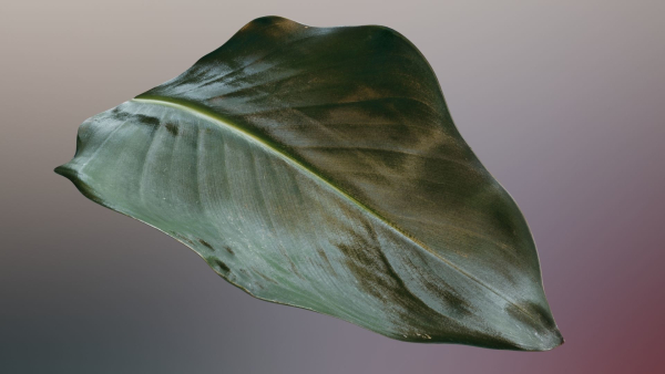 Strelitzia nicolai leaves texture