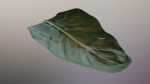 Strelitzia nicolai leaves texture