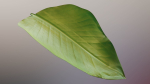 Strelitzia nicolai leaves texture