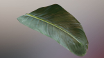 Strelitzia nicolai leaves texture