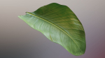 Strelitzia nicolai leaves texture