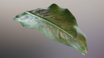 Strelitzia nicolai leaves texture