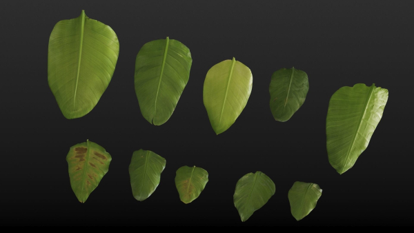 Strelitzia nicolai leaves texture
