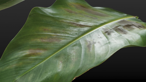 Strelitzia nicolai leaves texture